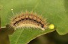 Theresimima ampellophaga: Larva (Greece, Ikaria island, mid-May 2025) [S]