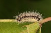 Theresimima ampellophaga: Larva (Greece, Ikaria island, mid-May 2025) [M]