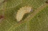 Theresimima ampellophaga: L2 larva (e.l. F1 breeding, Greece, Ikaria island, larvae found in mid-May 2025) [S]