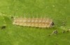 Theresimima ampellophaga: L2 larva (e.l. F1 breeding, Greece, Ikaria island, larvae found in mid-May 2025) [S]