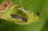 Theresimima ampellophaga: Larva in the shelter (artificially opened, Samos, May 2009) [M]