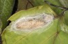 Theresimima ampellophaga: Cocoon (e.l. rearing, Greece, Ikaria island, larvae found in mid-May 2025) [S]