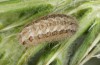 Jordanita anatolica: Half-grown larva (Greece, Samos island, early April 2022) [S]