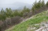 Jordanita anatolica: Larvalhabitat (Samos, Anfang April 2022) [N]
