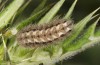 Jordanita anatolica: Larva (e.l. rearing, Greece, Samos island, larva in early April 2022) [S]