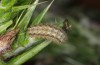 Jordanita anatolica: Larva (Greece, Samos, late April 2019) [S]
