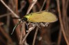 Jordanita anatolica: Male (e.l. rearing, Greece, Samos island, larva in early April 2022) [S]