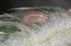 Jordanita anatolica: Half-grown larva which needs another hibernation (Greece, Samos island, early April 2022) [M]
