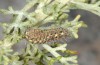 Heterogynis andalusica: Male larva in the last instar (Spain, Almeria, Nijar, late March 2019) [M]