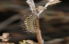 Heterogynis andalusica: Male larva in the last instar (Spain, Almeria, Nijar, late March 2019) [M]