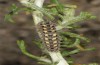 Heterogynis andalusica: Female larva in the last instar (Spain, Almeria, Nijar, late March 2019) [M]