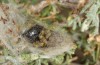 Heterogynis andalusica: L1 larvae within the female coocon (Spain, Almeria, Nijar, late March 2019) [M]