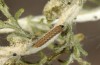 Heterogynis andalusica: Young larva prior the aestivation(Spain, Almeria, Nijar, late March 2019) [S]