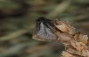 Heterogynis andalusica: Male (Spain, Almeria, Nijar, late March 2019) [N]