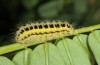 Zygaena angelicae: Larva (e.o., E-Austria, Leitha mountains, eggs found in late June 2018) [S]