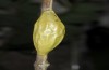 Zygaena angelicae: Cocoon (e.o., E-Austria, Leitha mountains, eggs found in late June 2018) [S]