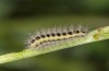 Zygaena angelicae: Half-grown larva after the hibernation (e.l. E-Austria, Leitha mountains, L1 found in late June 2018) [S]