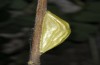 Zygaena angelicae: Cocoon (e.o., E-Austria, Leitha mountains, eggs found in late June 2018) [S]
