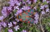 Zygaena anthyllidis: Weibchen [N]