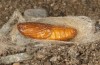 Adscita bolivari: Female pupa (e.o. Spain, Jaen, Santiago de la Espada, oviposition in late June 2025) [S]