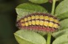 Adscita bolivari: Larva in the final instar (e.o. Spain, Jaen, Santiago de la Espada, oviposition in late June 2025) [S]