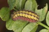 Adscita bolivari: Larva in the final instar (e.o. Spain, Jaen, Santiago de la Espada, oviposition in late June 2025) [S]