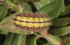 Adscita bolivari: Larva in the final instar (e.o. Spain, Jaen, Santiago de la Espada, oviposition in late June 2025) [S]