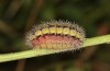 Adscita bolivari: Larva in the final instar (e.o. Spain, Jaen, Santiago de la Espada, oviposition in late June 2025) [S]
