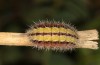 Adscita bolivari: Larva in the final instar (e.o. Spain, Jaen, Santiago de la Espada, oviposition in late June 2025) [S]