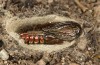 Adscita bolivari: Male pupa one day before hatching (e.o. Spain, Jaen, Santiago de la Espada, oviposition in late June 2025) [S]