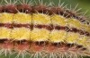 Adscita bolivari: Larva in the final instar (e.o. Spain, Jaen, Santiago de la Espada, oviposition in late June 2025) [S]