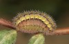 Adscita bolivari: Larva in the final instar (e.o. Spain, Jaen, Santiago de la Espada, oviposition in late June 2025) [S]