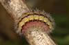 Adscita bolivari: Larva in the final instar (e.o. Spain, Teruel, Moscardon, oviposition in late June 2025) [S]