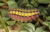 Adscita bolivari: Larva in the final instar (e.o. Spain, Jaen, Santiago de la Espada, oviposition in late June 2025) [S]