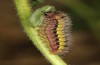 Adscita bolivari: Larva in the final instar (e.o. Spain, Jaen, Santiago de la Espada, oviposition in late June 2025) [S]