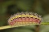 Adscita bolivari: Larva in the final instar (e.o. Spain, Jaen, Santiago de la Espada, oviposition in late June 2025) [S]