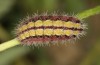 Adscita bolivari: Larva in the final instar (e.o. Spain, Jaen, Santiago de la Espada, oviposition in late June 2025) [S]