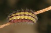 Adscita bolivari: Larva in the final instar (e.o. Spain, Jaen, Santiago de la Espada, oviposition in late June 2025) [S]