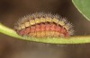 Adscita bolivari: Larva in the final instar (e.o. Spain, Jaen, Santiago de la Espada, oviposition in late June 2025) [S]