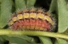 Adscita bolivari: Larva in the final instar (e.o. Spain, Jaen, Santiago de la Espada, oviposition in late June 2025) [S]