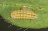 Adscita bolivari: L2 larva (e.o. Spain, Jaen, Santiago de la Espada, oviposition in late June 2025) [S]