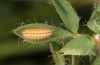 Adscita bolivari: L3 larva (e.o. Spain, Jaen, Santiago de la Espada, oviposition in late June 2025) [S]