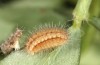Adscita bolivari: L4 larva (e.o. Spain, Jaen, Santiago de la Espada, oviposition in late June 2025) [S]