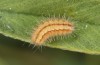 Adscita bolivari: L4 larva (e.o. Spain, Jaen, Santiago de la Espada, oviposition in late June 2025) [S]