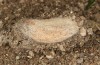 Adscita bolivari: Male cocoon, outer earthy layer partially removed (e.o. Spain, Jaen, Santiago de la Espada, oviposition in late June 2025) [S]