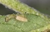 Adscita bolivari: L1 larva (e.o. Spain, Teruel, Moscardon, oviposition in late June 2025) [S]