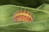 Adscita bolivari: Half-grown larva (e.o. Spain, Jaen, Santiago de la Espada, oviposition in late June 2025) [S]