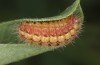 Adscita bolivari: Half-grown larva (e.o. Spain, Jaen, Santiago de la Espada, oviposition in late June 2025) [S]