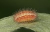 Adscita bolivari: Half-grown larva in aestivation (e.o. Spain, Jaen, Santiago de la Espada, oviposition in late June 2025) [S]
