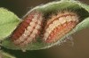 Adscita bolivari: Half-grown larva in aestivation (e.o. Spain, Jaen, Santiago de la Espada, oviposition in late June 2025) [S]